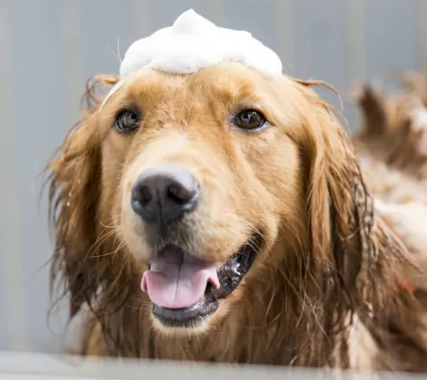 Grooming dog with soap